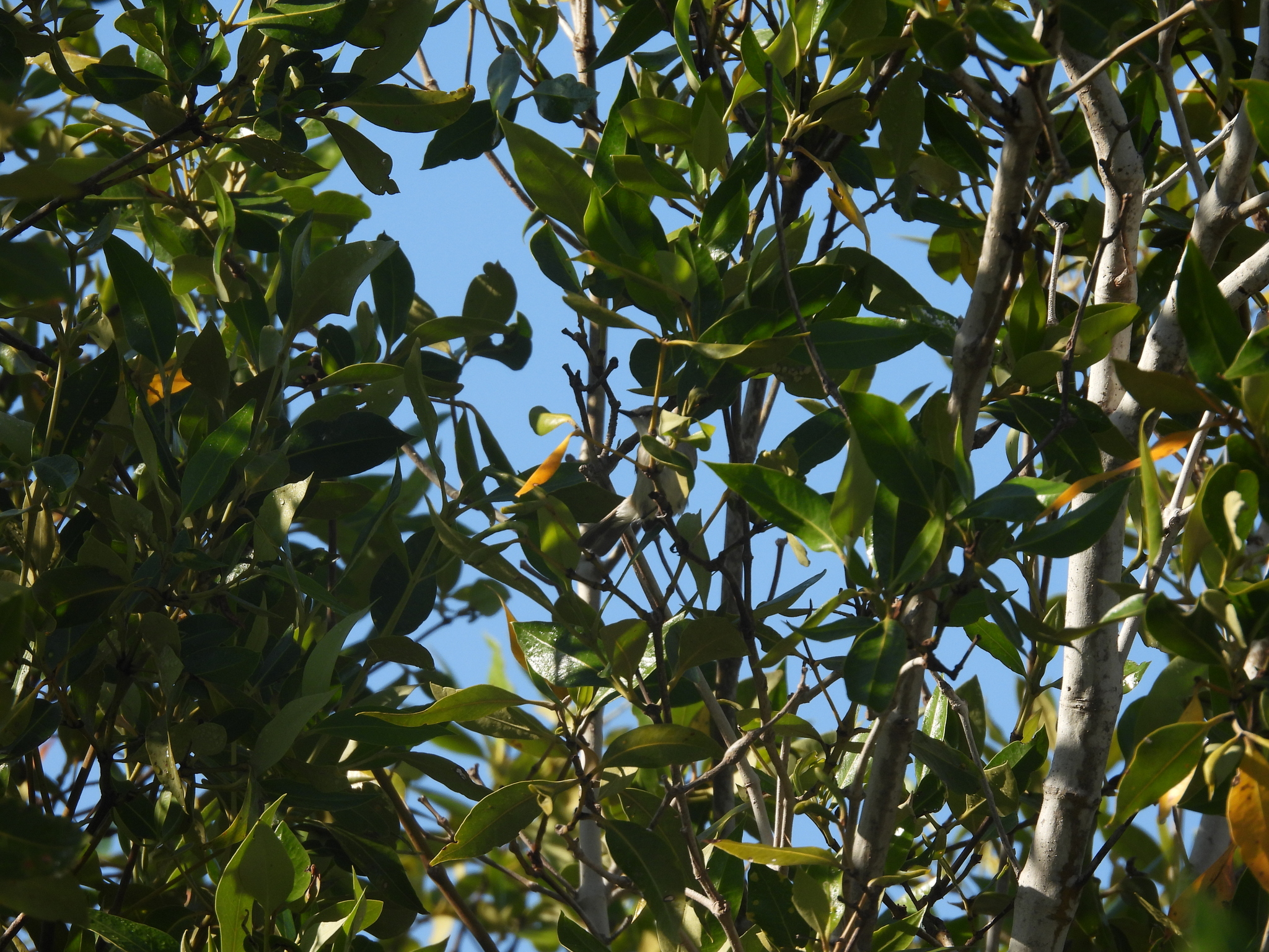 Dusky Gerygone (Gerygone tenebrosa), photo 4