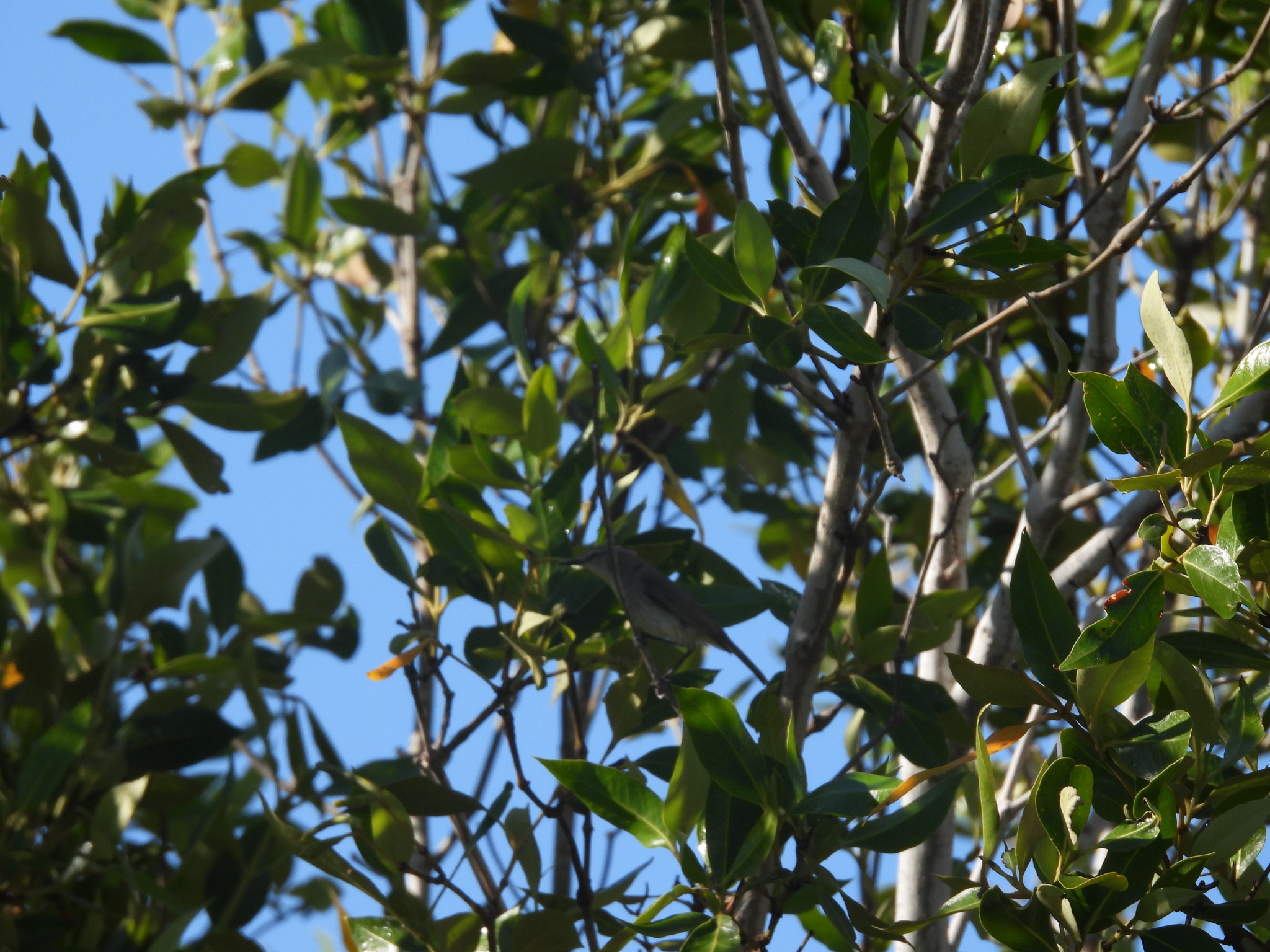 Dusky Gerygone (Gerygone tenebrosa), photo 5