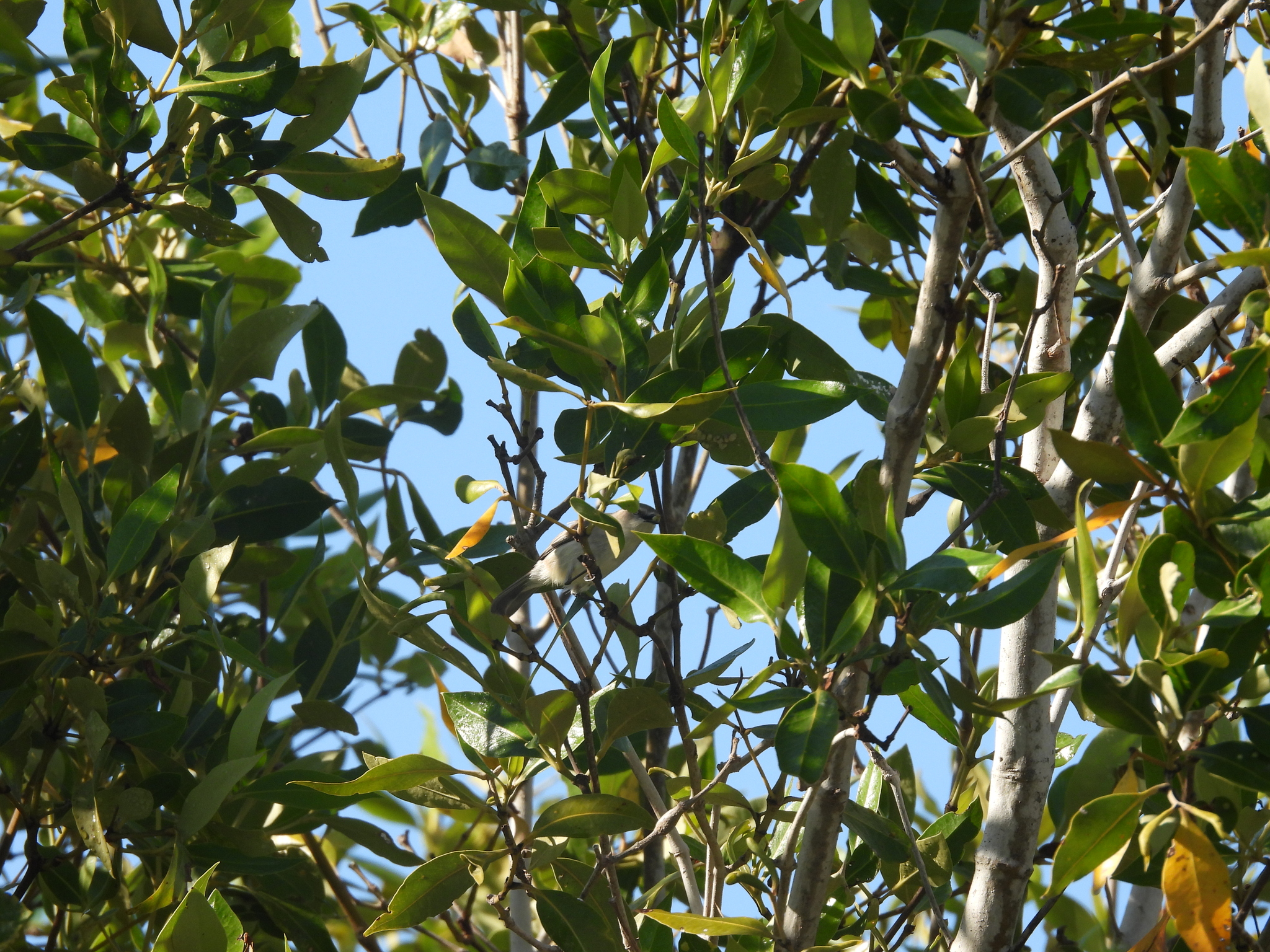 Dusky Gerygone (Gerygone tenebrosa), photo 6