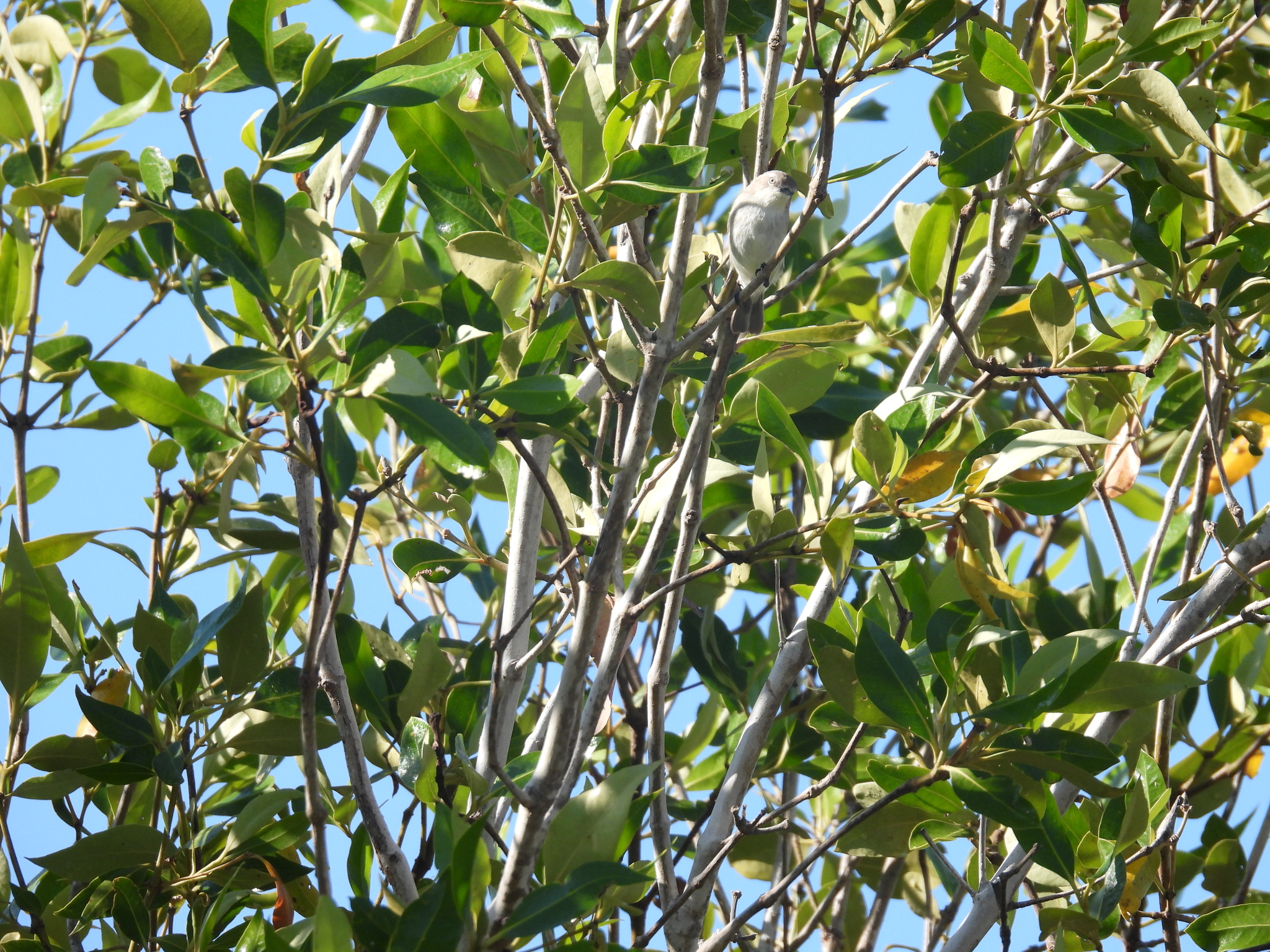 Dusky Gerygone (Gerygone tenebrosa), photo 8
