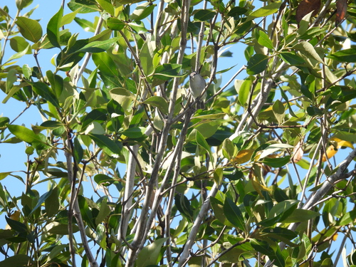 Dusky Gerygone (Gerygone tenebrosa), photo 9