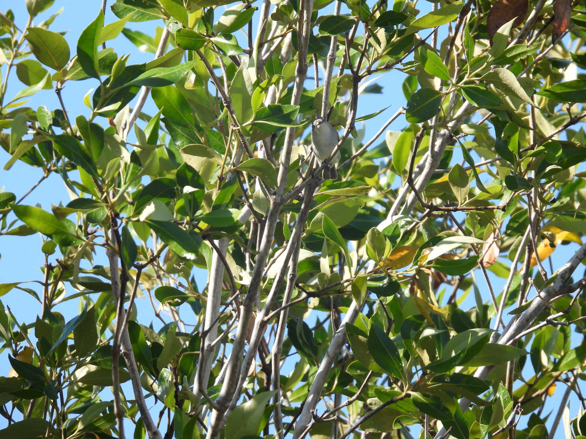 Dusky Gerygone (Gerygone tenebrosa), photo 7