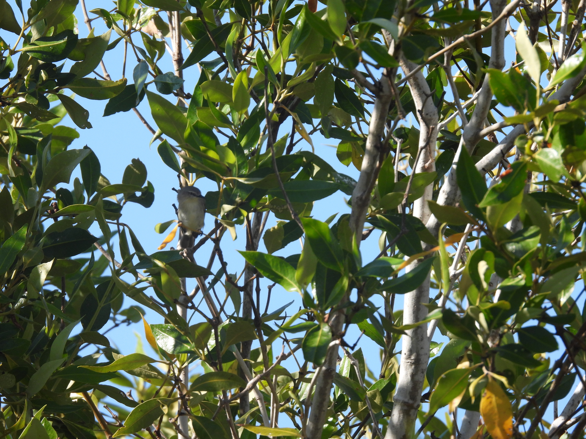 Dusky Gerygone (Gerygone tenebrosa), photo 9