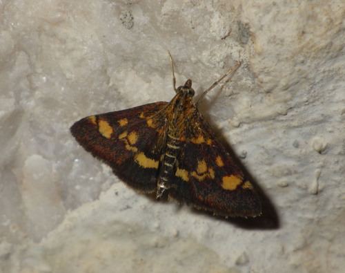 Mint Moth photo 5
