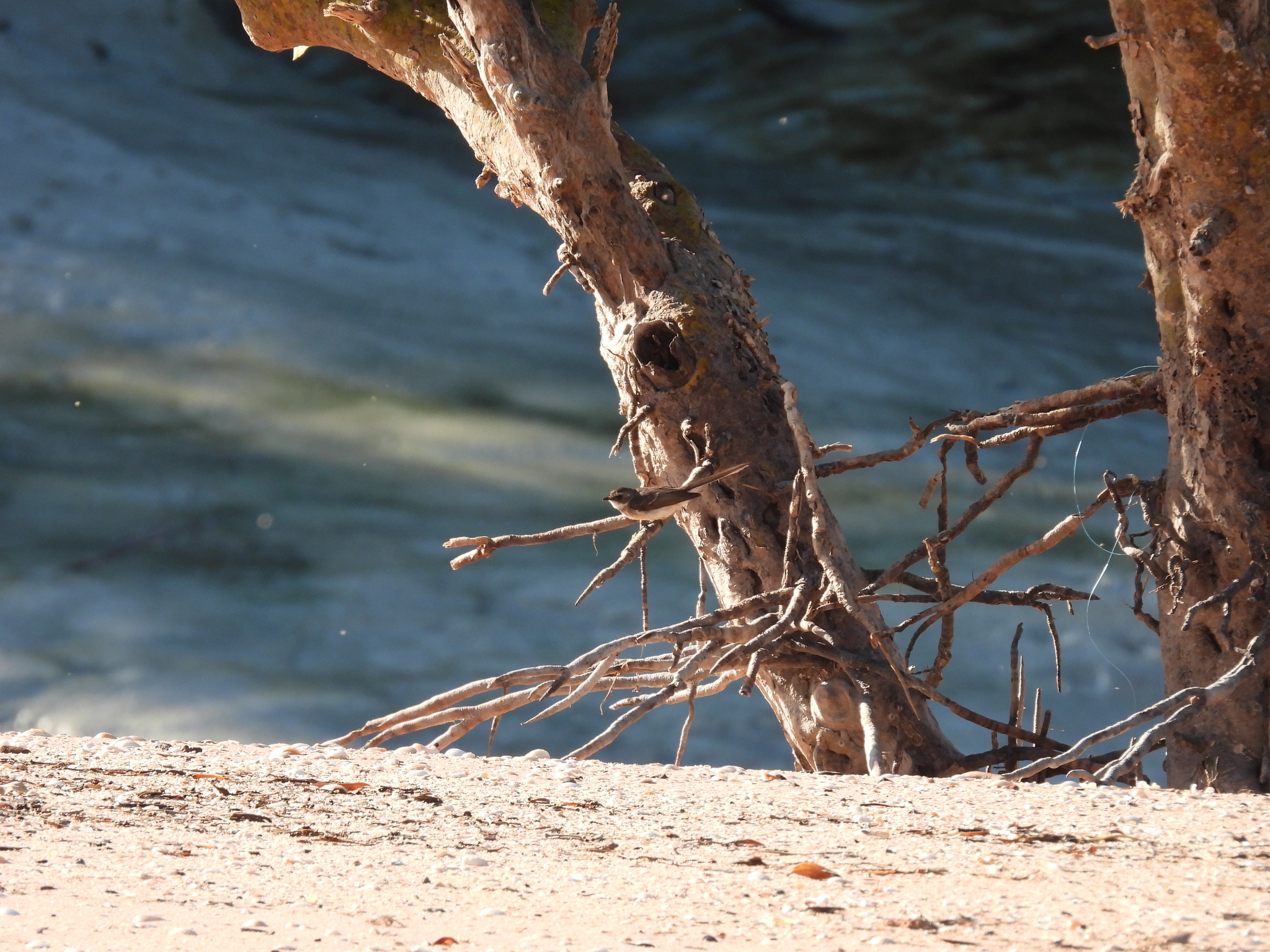 Mangrove Fantail (Rhipidura phasiana), photo 8