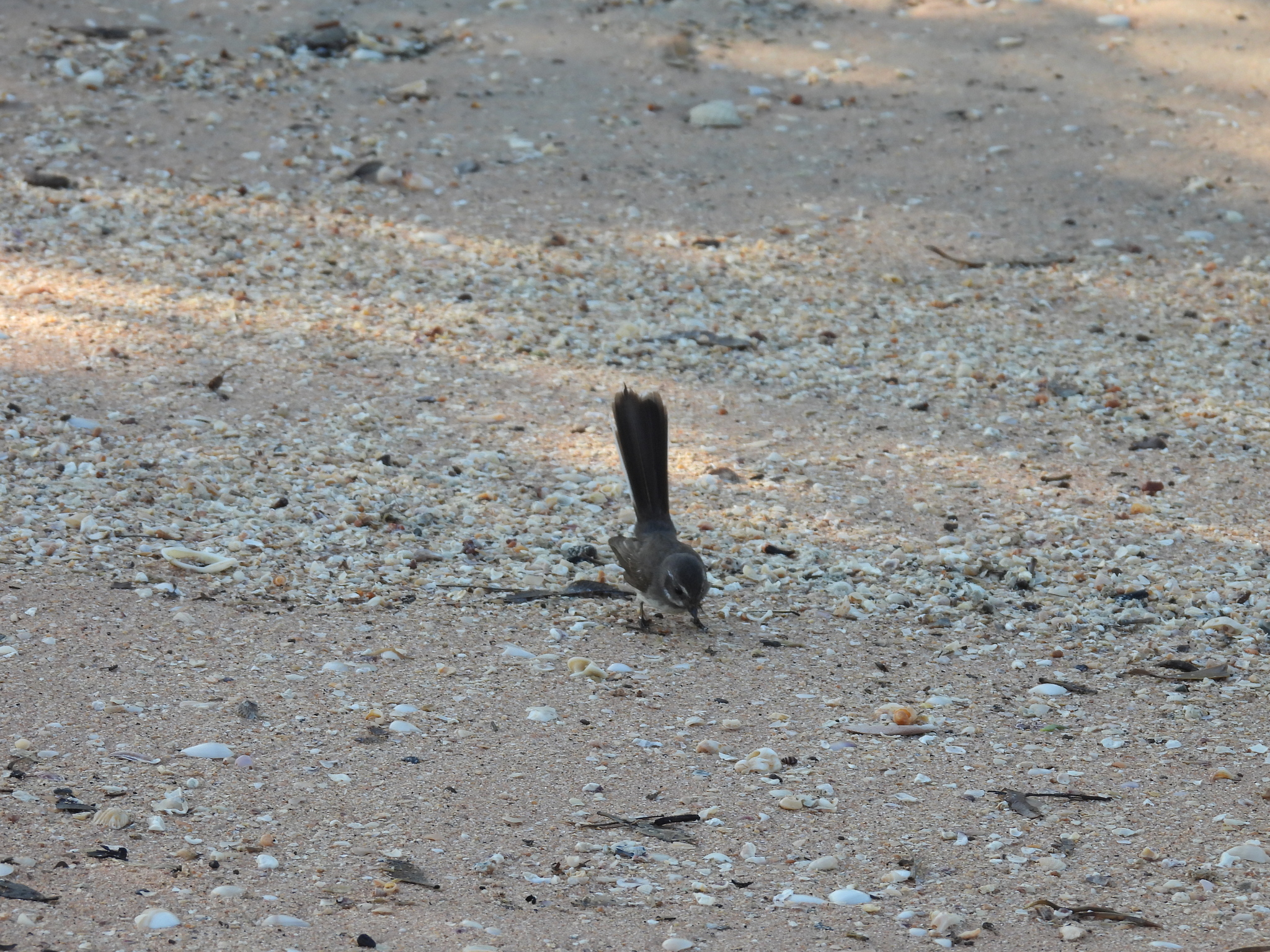 Mangrove Fantail (Rhipidura phasiana), photo 9