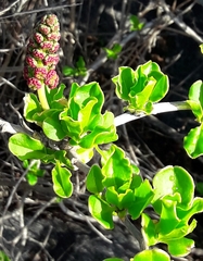 Anisomeria littoralis