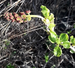 Anisomeria littoralis
