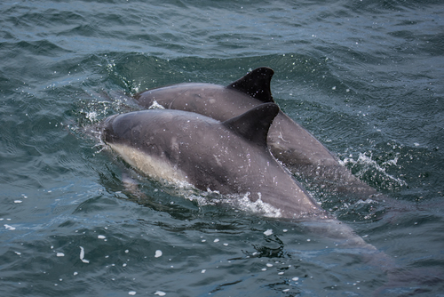 Short-beaked common dolphin