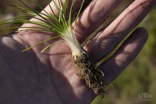 Stellenbosch Quillwort (Isoetes stellenbossiensis)