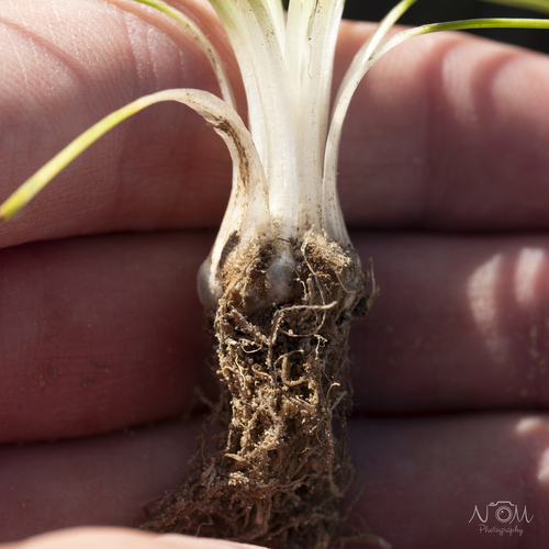 Image of Isoetes stellenbossiensis by (c) NT Moolman, some rights reserved (CC BY)