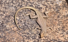 Platysaurus attenboroughi