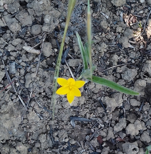 Small yellow star-flower (Hypoxis argentea)