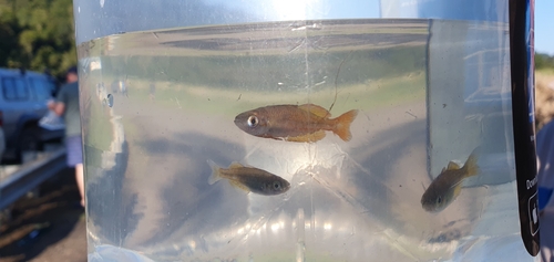 Lake Eacham rainbowfish (Melanotaenia eachamensis) — Melanotaeniidae — 4