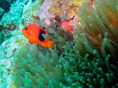 Amphiprion ephippium