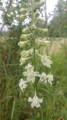 Delphinium leucophaeum