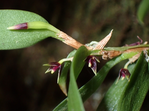 Bulbophyllum betchei F.Muell. 4