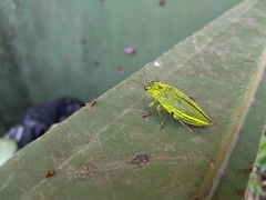 Chrysodema dalmanni