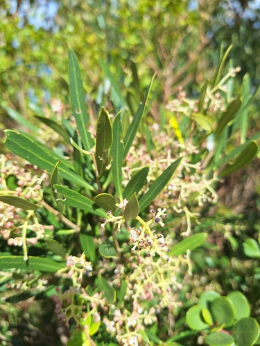 Image of Dune Olive (Olea exasperata) by (c) Adele SL, some rights reserved (CC BY)
