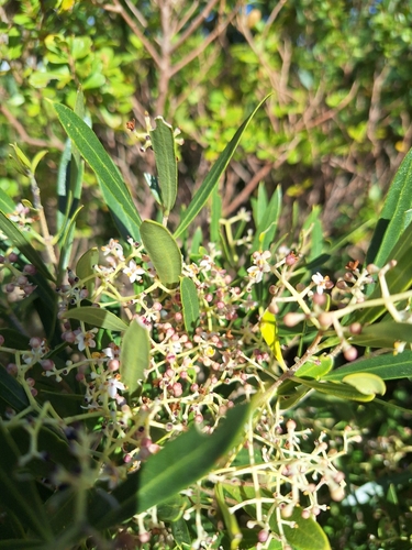 Image of Dune Olive (Olea exasperata) by (c) Adele SL, some rights reserved (CC BY)