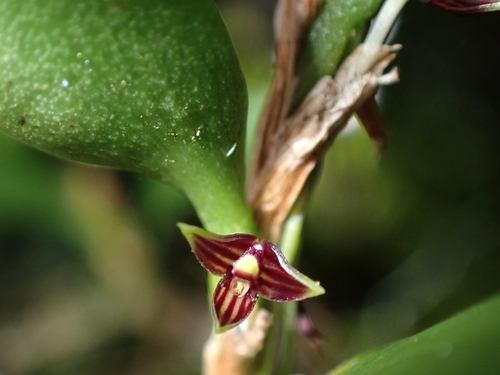Bulbophyllum betchei F.Muell. 3