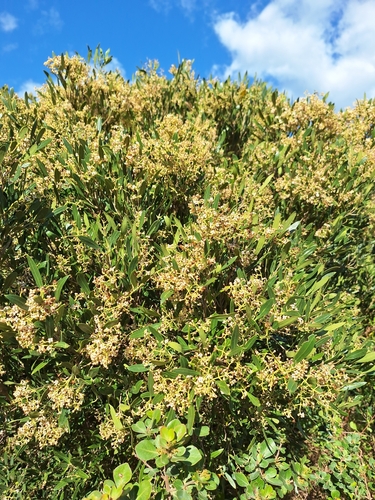 Image of Olea exasperata by (c) Adele SL, some rights reserved (CC BY)