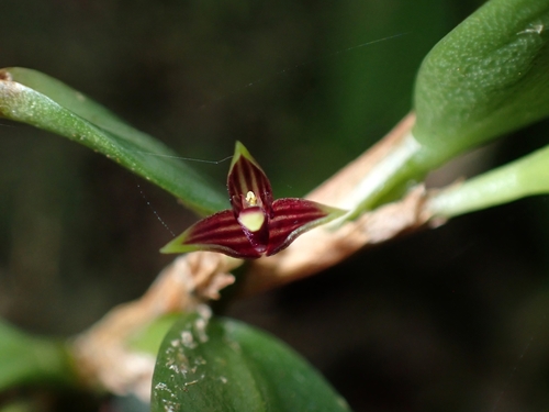 Bulbophyllum betchei F.Muell. 2