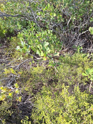 Image of Cussonia thyrsiflora by (c) Adele SL, some rights reserved (CC BY)