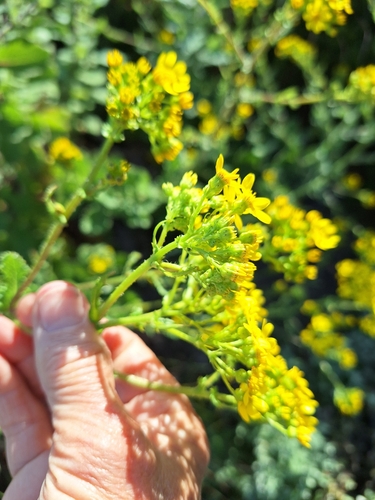 Image of Senecio rigidus by (c) Adele SL, some rights reserved (CC BY)