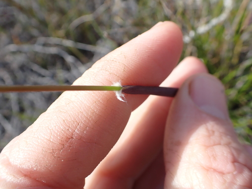 Image of Geochloa rufa by (c) Eugene Hahndiek, some rights reserved (CC BY-SA)