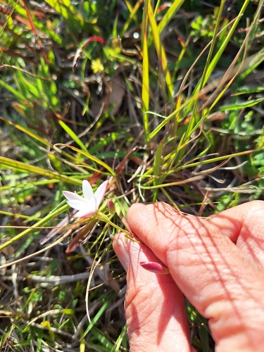 Image of Hesperantha falcata by (c) Adele SL, some rights reserved (CC BY)