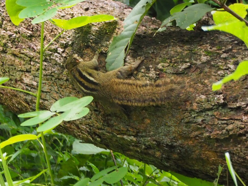 Boehm's Bush Squirrel