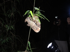 Caligo illioneus