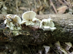 Skeletocutis semipileata