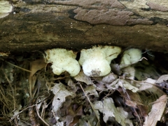 Skeletocutis semipileata