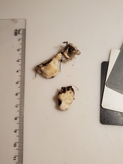 Skeletocutis semipileata