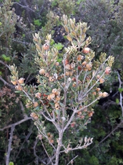 Myrceugenia rufa