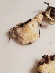 Skeletocutis semipileata