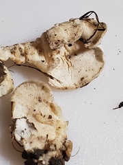 Skeletocutis semipileata