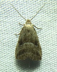Hypenodes caducus
