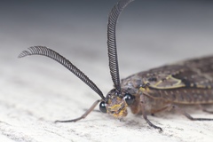 Chauliodes