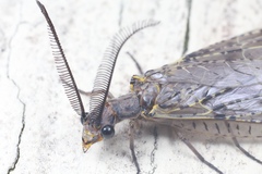 Chauliodes