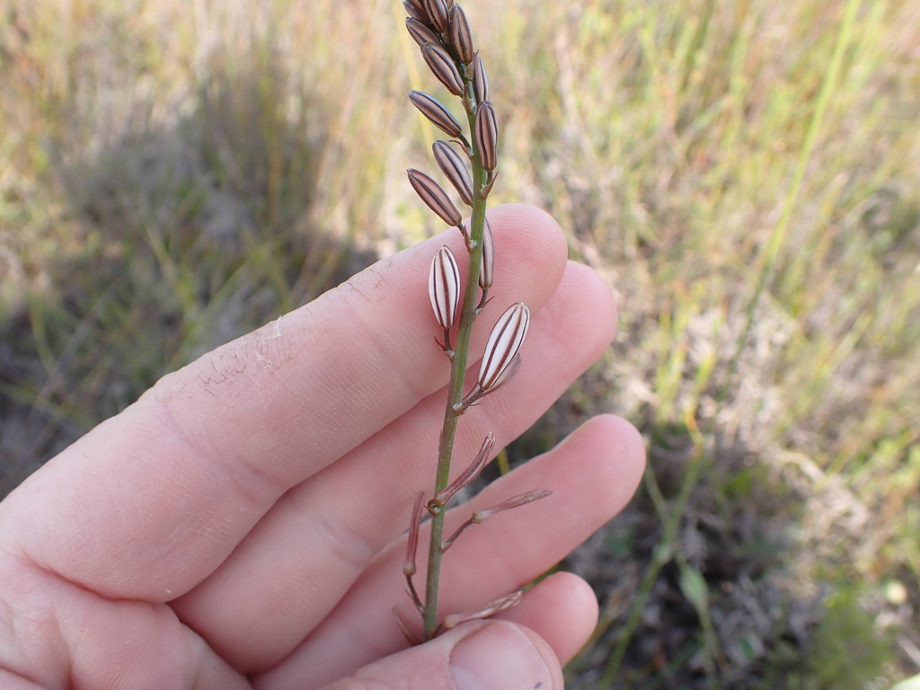 Trachyandra hirsuta, Elim, ELM_ACU025, Overberg District Municipality, South Africa