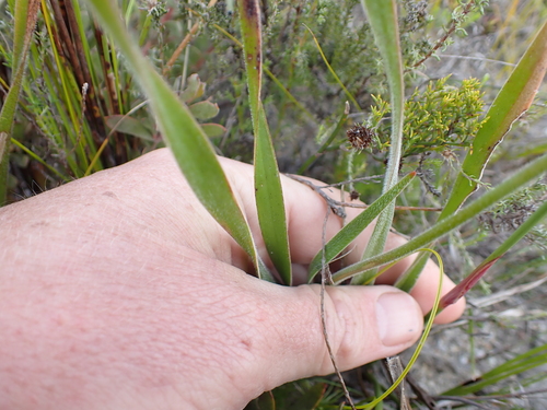 Trachyandra hirsuta