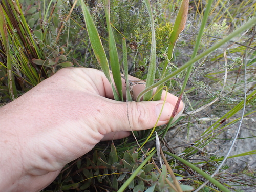 Trachyandra hirsuta