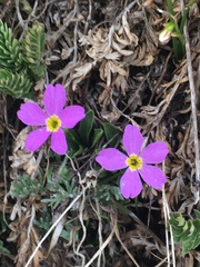 Primula angustifolia