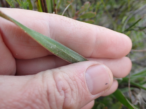 Trachyandra hirsuta
