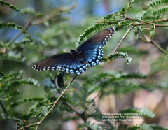 Limenitis arthemis arizonensis