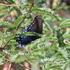 Limenitis arthemis arizonensis