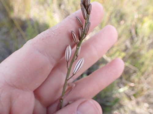 Trachyandra hirsuta